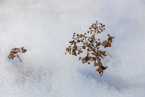 Solmuş Kurumuş Spirea Çiçeklerinin Kışın Karları Eşeleyen Sapların Tam Çerçeve — Stok fotoğraf