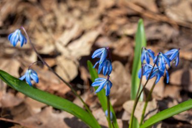 Sibirya 'nın mavi kır çiçeklerine yakından bakın. İlkbaharın başlarında ormanlık bir ormanda yetişen güzel ama istilacı bir bitki.
