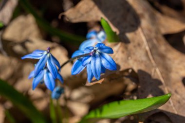 Sibirya 'nın mavi kır çiçeklerine yakından bakın. İlkbaharın başlarında ormanlık bir ormanda yetişen güzel ama istilacı bir bitki.