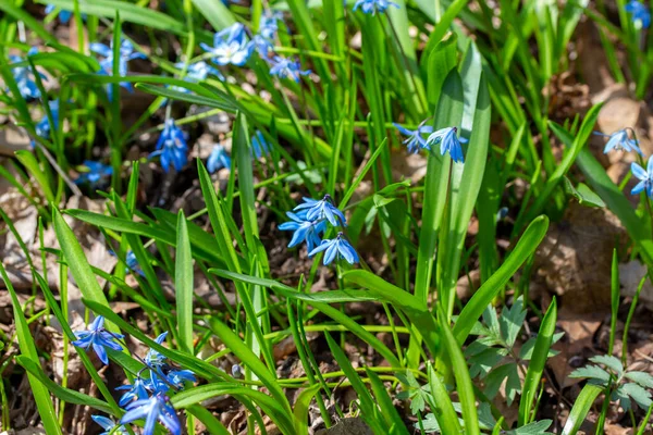 Sibirya Nın Mavi Kır Çiçeklerine Yakından Bakın Lkbaharın Başlarında Ormanlık — Stok fotoğraf