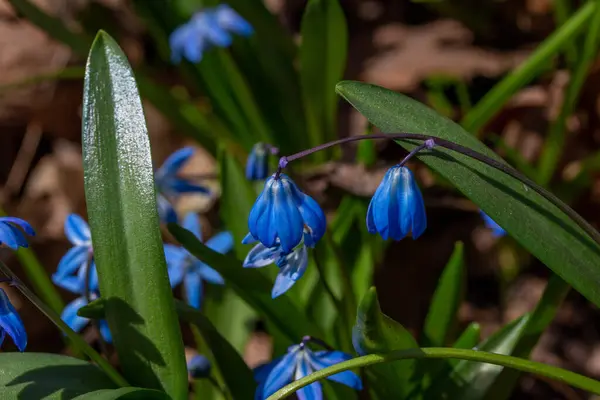 stock image Close up view of blue Siberian squill wildflowers, a pretty but invasive plant growing in a woodland forest setting in early spring