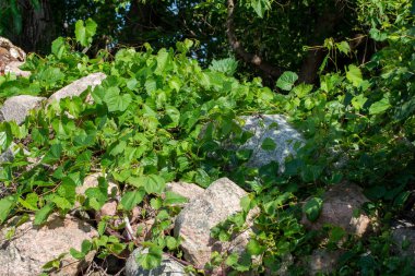 Kırsal kesimdeki eski bir tarla kayası yığınının üzerinde büyüyen yabani üzüm bağlarının doku yapısını kapat.