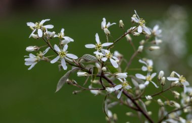 Çilek ağacının (amelanchier arborea) yakın doku arka planında çiçek tomurcukları ve bahar mevsiminde yapraklar ortaya çıkar