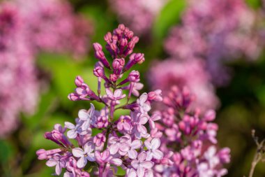 Çiçek kümeleri düşük açılı güneş ışığı (şırınga persica) çiçek açan İran leylağının makro doku arka planı