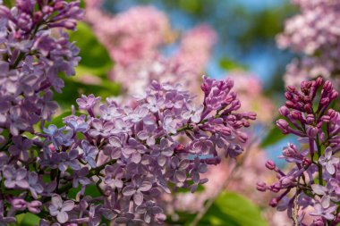 Çiçek kümeleri düşük açılı güneş ışığı (şırınga persica) çiçek açan İran leylağının makro doku arka planı