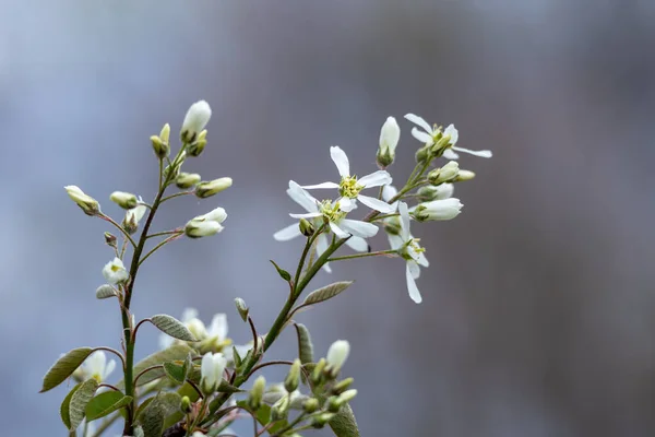 Amelanchier Artrea 가지의 배경을 클로즈업 꽃봉오리와 피어나는 — 스톡 사진