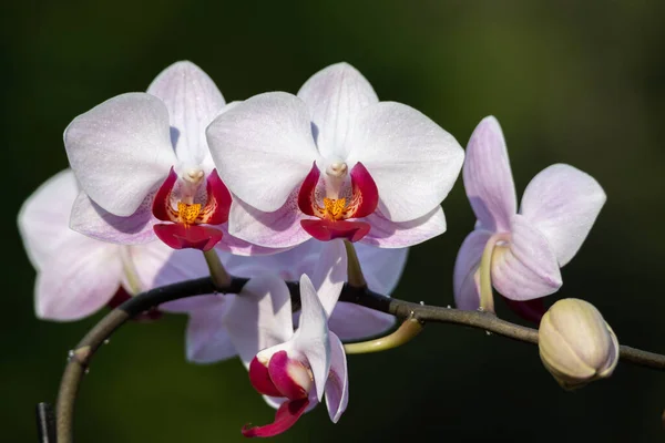 Macro Fundo Textura Abstrata Belas Flores Orquídea Traça Branca Vermelha — Fotografia de Stock