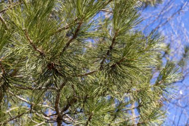 Uzun iğneler ve mavi gökyüzü ile bir Avusturya çam (pinus nigra) ağacının ağaç dokusu görünümü