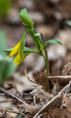 Zarif sarı çan otlarının (uvularia grandiflora) doğal orman ortamında yetişen yaban otlarının yakın görüntüsü
