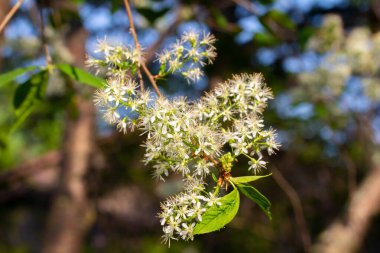 Havadar beyaz çiçek ve tomurcukların Amur kiraz ağacındaki dalının yakın görüntüsü