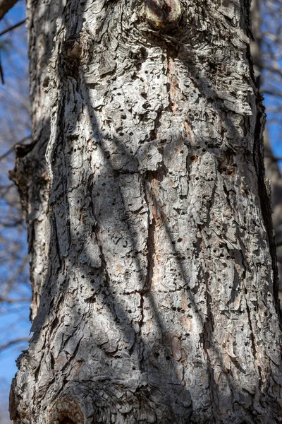 成熟したオーストリアの松 ピヌス ニグラ の幹には 木版画家やサプッカーによって制作された多数の穴があり 質感のある樹皮の景色を間近に見ることができます — ストック写真