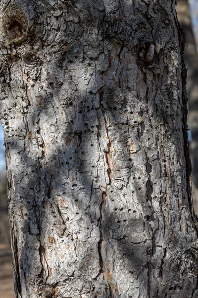 Vue Rapprochée Écorce Texturée Sur Tronc Pin Autrichien Mature Pinus — Photo