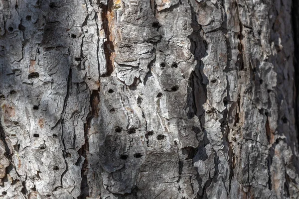成熟したオーストリアの松 ピヌス ニグラ の幹には 木版画家やサプッカーによって制作された多数の穴があり 質感のある樹皮の景色を間近に見ることができます — ストック写真