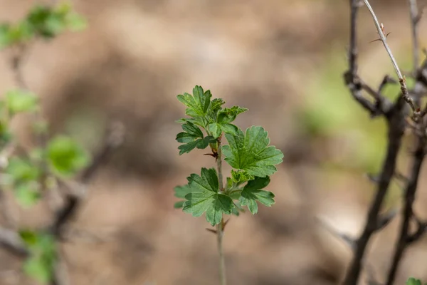 Dikenli Bektaşi Üzümü Dalının Yeni Ortaya Çıkan Yapraklarıyla Odaklanmış Soyut — Stok fotoğraf
