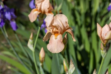 Şeftali rengi, pembe sakallı iris (iris germanica) çiçeklerinin güneşli bir bahçede açtığı ve arka planının çözüldüğü, makro soyut görünümü