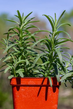 Kırmızı bir fidanlıktaki biberiye bitkisinin (salvia rosmarinus) güneşli açık hava görüntüsünü kapat.