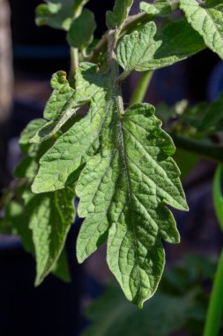 Bir bahçe domatesi (solanum lycopersicum) üzerindeki yeşil yaprağın soyut görüntüsünü kapat