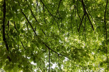 Nehir huş ağacının yapraklarının (betula nigra) altındaki tepe örtüsü manzarası.