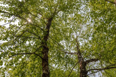 Nehir huş ağacının yapraklarının (betula nigra) altındaki tepe örtüsü manzarası.