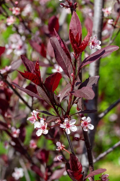 자주색 잎사귀 시스티나 빨간색 매크로 텍스처 — 스톡 사진