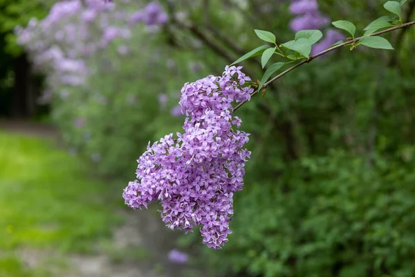 Close Texture Background View Blooming Chinese Lilac Syringa Chinensis Flower Φωτογραφία Αρχείου