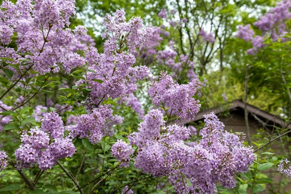 Close Texture Background View Blooming Chinese Lilac Syringa Chinensis Flower Εικόνα Αρχείου