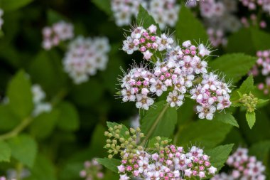 Pembe küme çiçeklerinin soyut dokusunu yakından incele ve küçük bir çıkıntıdaki tomurcuklar (spiraea)