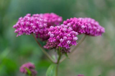 Pembe bataklık yosunlarından (asclepias incarnata) oluşan bir kümenin makro soyut görüntüsü çiçek açmış ve arka planda çözülmüş