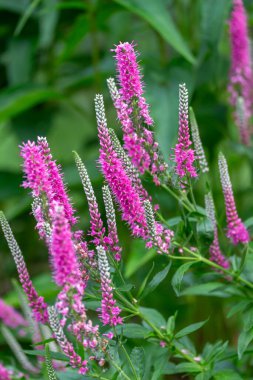 Gül pembesi veronica spicata 'nın (spike speedwell) makro soyut desen arkaplanı çiçek açmış ve arkaplanı çıkarılmış