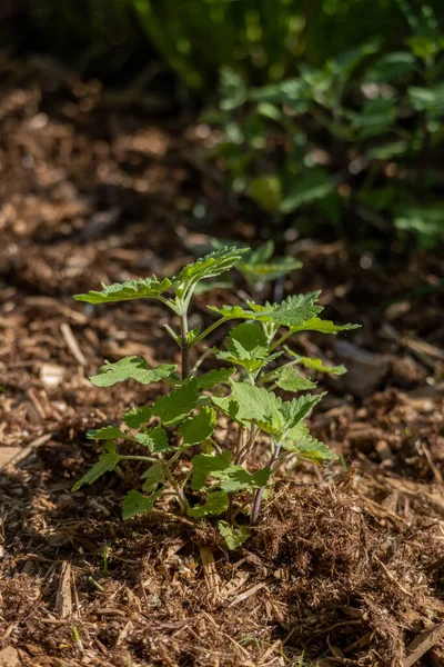 Pandangan Dekat Terhadap Tanaman Herbal Catnip Nepeta Cataria Muda Yang — Stok Foto