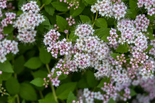 Closeup Abstract Texture Background Pink Cluster Flowers Buds Compact Spirea — Stock Photo, Image