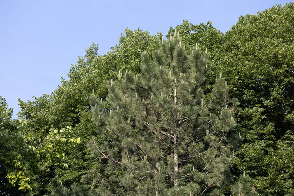 Textura Fundo Vista Para Cima Das Árvores Incluindo Pinheiro Austríaco — Fotografia de Stock