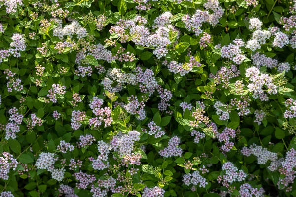 Pembe küme çiçeklerinin soyut dokusunu yakından incele ve küçük bir çıkıntıdaki tomurcuklar (spiraea)