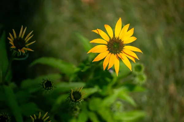 Makroabstrakte Ansicht Schöner Gelber Sonnenhut Echinacea Voller Blüte Mit Defokussiertem — Stockfoto