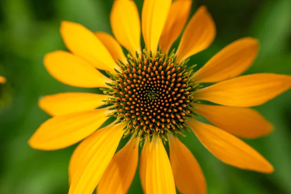 Makroabstrakte Ansicht Eines Einzigen Schönen Gelben Sonnenhuts Echinacea Voller Blüte — Stockfoto