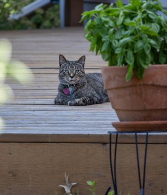 Şirin gri çizgili tekir kedi, sade bir sedir güvertesinde fesleğen tenceresinin arkasında uzanıyor..