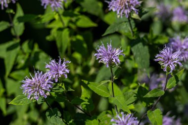 Çiçek açan mor yabani bergamot çiçeklerinin (monarda fistulosa) makro soyut doku arka planı, çözülmüş arka plan.