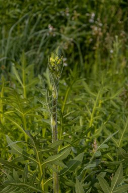 Gelişmekte olan bir pusula bitkisinin (silphium laciniatum) soyut doku arka plan görüntüsü.