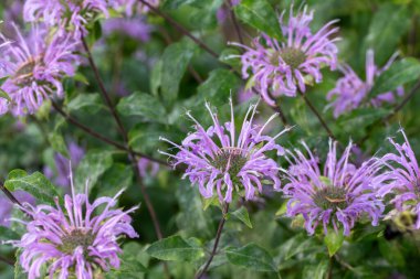 Mor renkli yabani bergamot (monarda fistulosa) yabani çiçeklerinin doku arka plan görünümünü kapat..