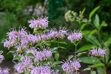 Mor renkli yabani bergamot (monarda fistulosa) yabani çiçeklerinin doku arka plan görünümünü kapat..