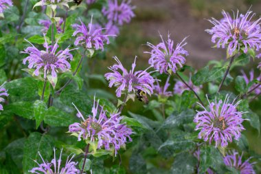 Mor renkli yabani bergamot (monarda fistulosa) yabani çiçeklerinin doku arka plan görünümünü kapat..