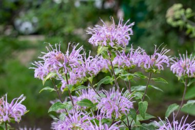 Mor renkli yabani bergamot (monarda fistulosa) yabani çiçeklerinin doku arka plan görünümünü kapat..