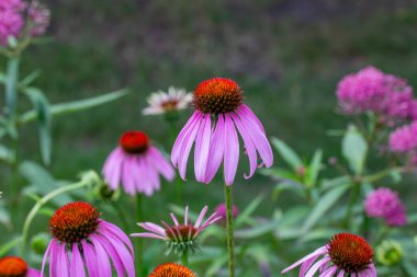 Mor coneflowers (echinacea purpurea) soyut doku arka plan görünümü, çözülmüş arka plan