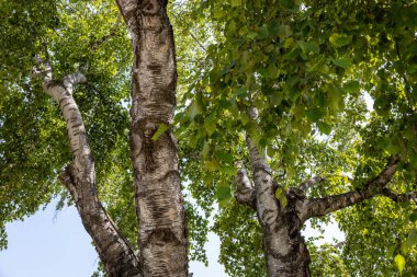 Tam kare düşük açı desen görünümü dalların alt gölgelik ve yapraklar güneşli bir günde beyaz huş ağacı üzerinde