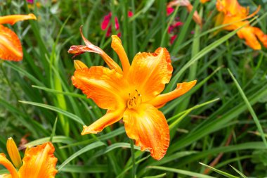 Parlak, güneşli bir bahçede, güzel sarı renkli zambak çiçeklerinin (hemerocallis) yakın görüntüsü