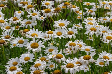 Açık hava bahçesinde açan parlak beyaz shasta papatya çiçeklerinin tam çerçeve yapısı.