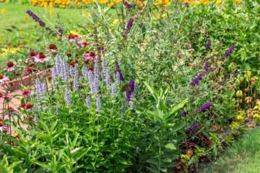 Mor renkli anason rengi (agastache foeniculum) çiçeklerin tam çerçeve arkaplanı, bir kral kelebeğinin manzarasıyla açık bir bahçe ortamında çiçek açar..
