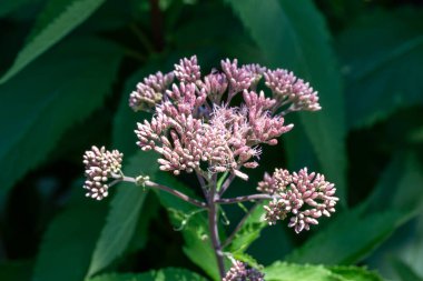 Leylak pembesi Joe-Pye ot çiçeklerinin tam kare makro desenli arka planı güneşli bir kelebek bahçesinde çiçek açıyor..