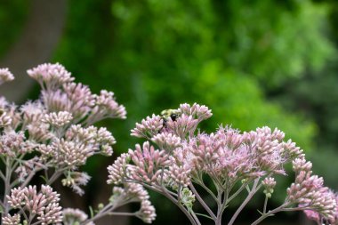 Leylak pembesi Joe-Pye ot çiçeklerinin tam kare makro desenli arka planı güneşli bir kelebek bahçesinde çiçek açıyor..
