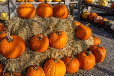 Güneşli bir sonbahar gününde çeşitli balkabaklarının yerel pazar ortamının peyzaj dokusu